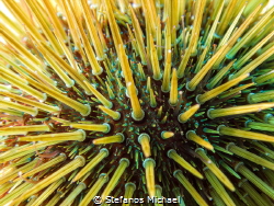 Purple Sea Urchin - Paracentrotus lividus by Stefanos Michael 